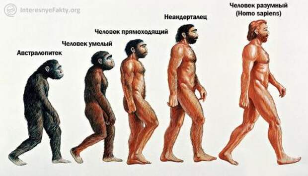 От ардипитека до человека разумного. Ступени появления человека разумного, от корня до нас 05