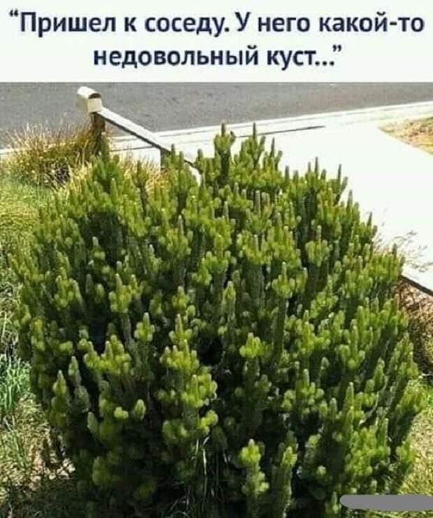 Недовольный куст