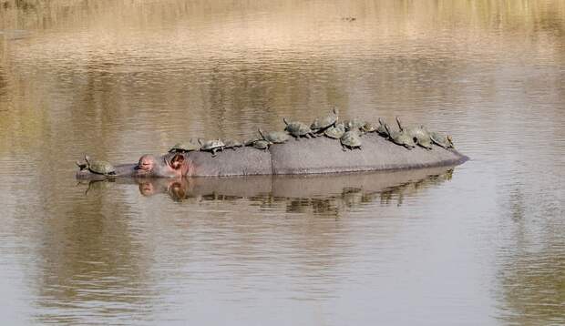 В мире животных
