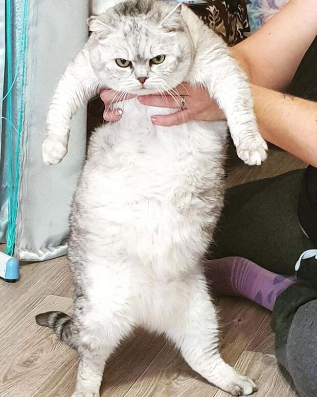 дом для кота упитанный кот