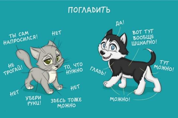 Как отличается жизнь с кошкой и жизнь с собакой 