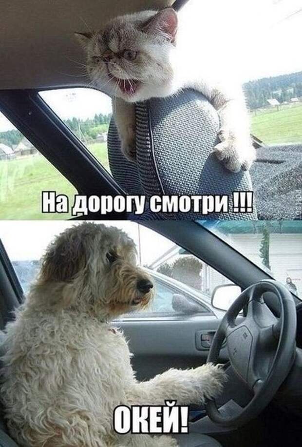Свежие АВТОприкольные картинки (21 шт)