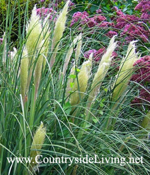 Кортадерия, пампасная трава (Cortaderia selloana 'Pumila')