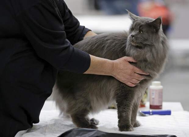 Выставка кошек в Риме Выставка кошек в Риме