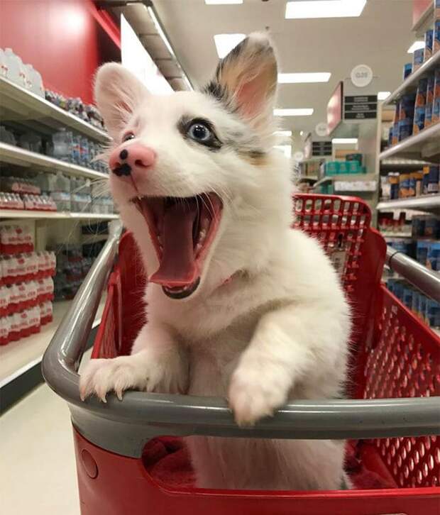 happy-dog-shopping-target-zira-the-corgi-virgoprincxss-2