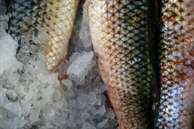 Страна БРИКС начала покупать российскую рыбу