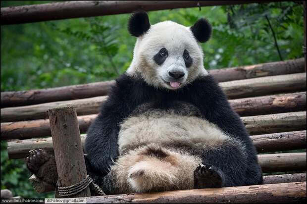 panda06