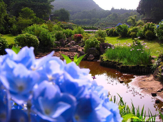 Водный сад ирисов в Японии