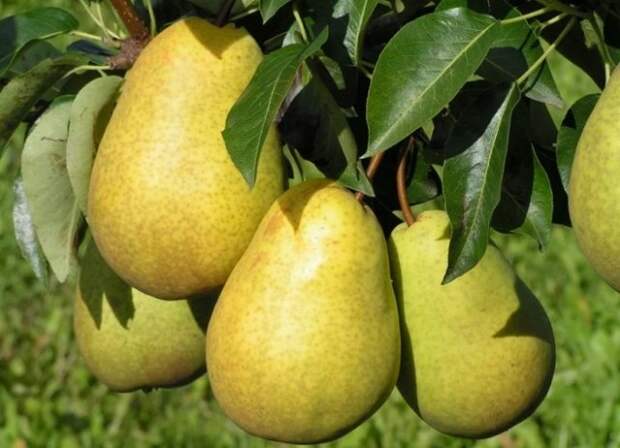 сорт груш чижовская
