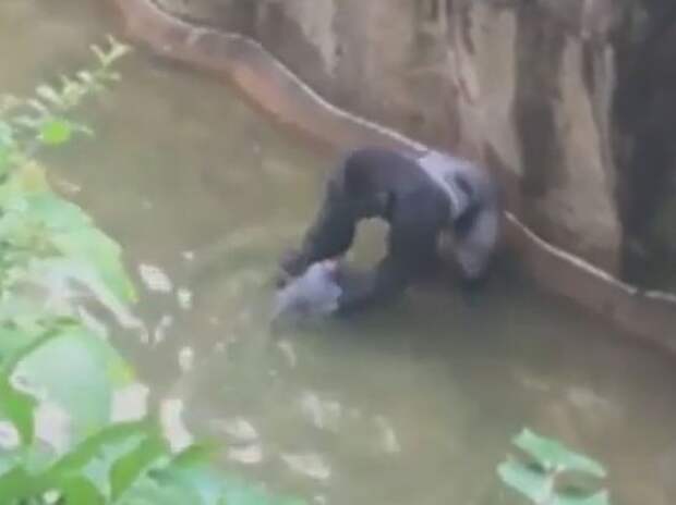 В зоопарке США застрелили гориллу, таскавшего упавшего ребенка