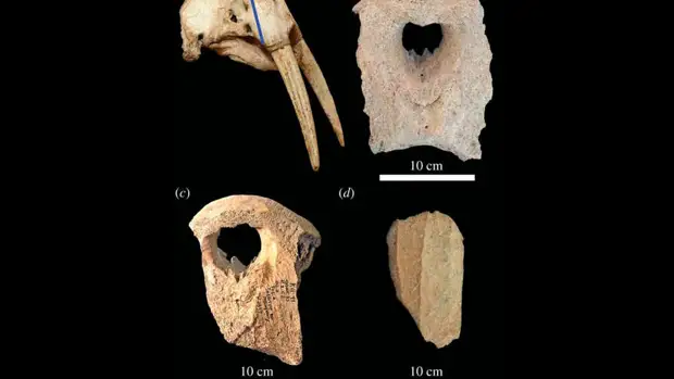 Анализ показал, что викинги поставляли древним киевлянам моржовую кость