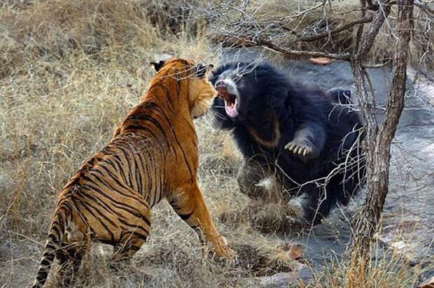 1. Медведица против тигра. животные, коты