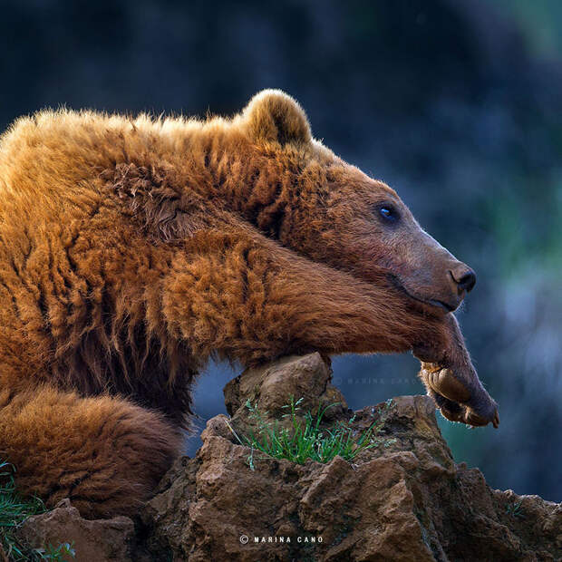 Самые красивые фотографии диких  животных, которые  мы когда-либо видели