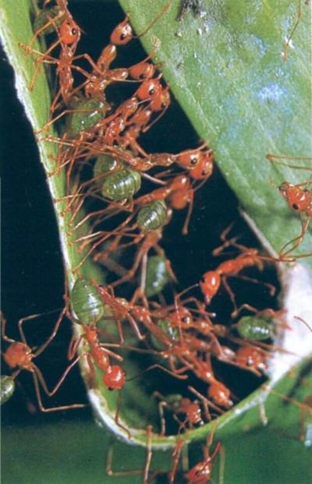 Муравьи-портные или муравьи-ткачи (лат. Oecophylla) (англ. Green Tree Ants)