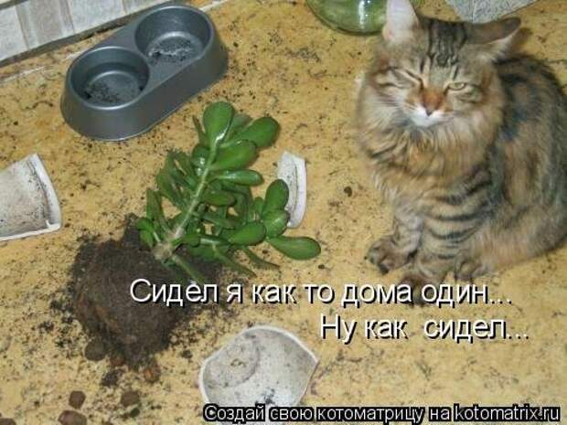 Свежая котоматрица (35 фото)