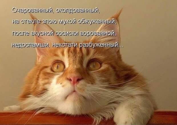 Субботний позитивчик (30 фото)