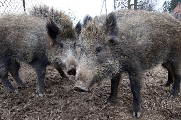 В польском Воломине пенсионерка отбила нападение дикого кабана