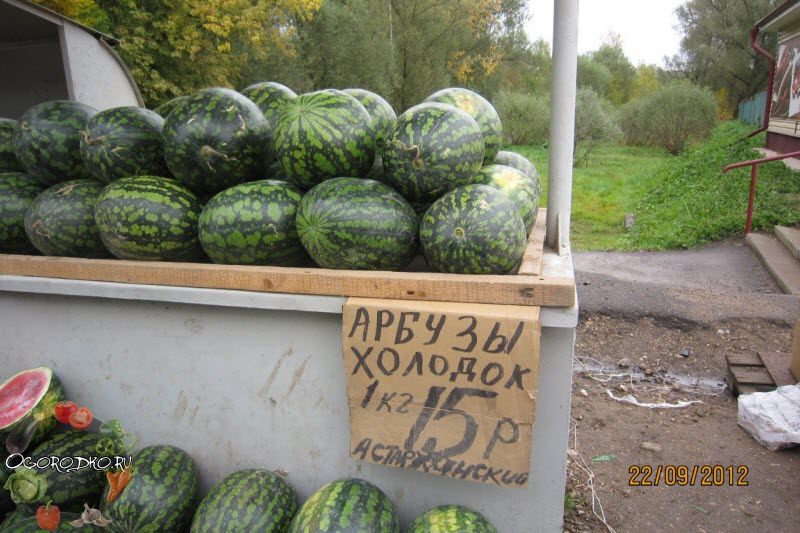 арбуз сорт Холодок