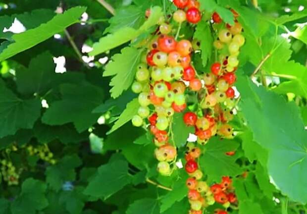 Удобрение смородины золой и сахаром. Данная необычная смесь очень нужна смородине после цветения