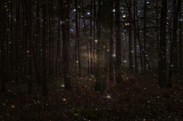 nightlight28 Светлячки в лесу