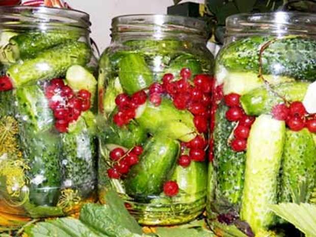 Маринованные огурцы с красной смородиной