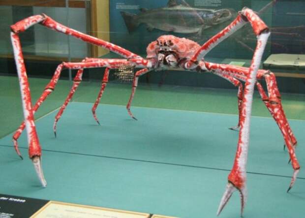 Японский краб-паук или гигантский краб (лат.Macrocheira kaempferi) (англ. Giant spider crab)