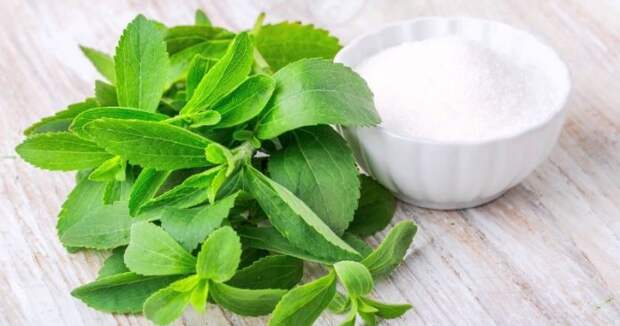 stevia-5