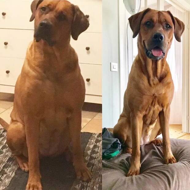 6. Разница между фото 10 месяцев и 10 кг диета, до и после, домашний питомец, животные, похудела, собака, фигура