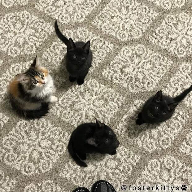 Без кота и жизнь не та