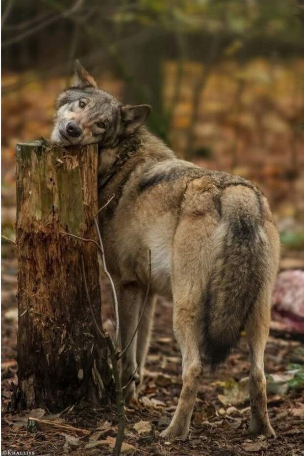 Волк - опасный, дикий и прекрасный зверь