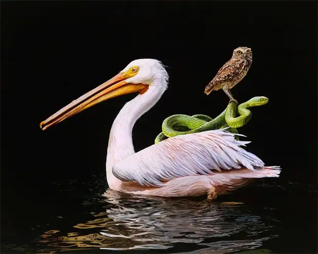 . Lisa Ericson