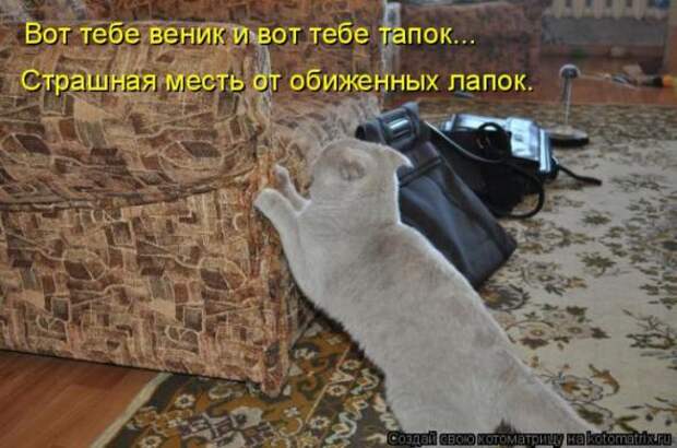 Котоматрицы(картинки с надписями)