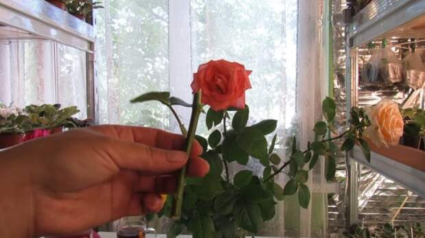 Самый оптимальный способ укоренить розу из букета. Это вполне возможно
