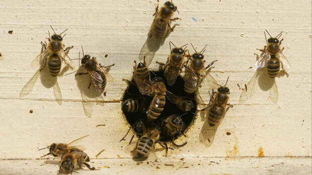 В Индии дикие пчелы атаковали местных жителей — есть жертвы