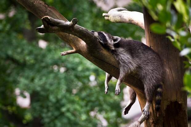 Нет, мы не проглатываем пауков: 4 самых распространенных мифа о сне