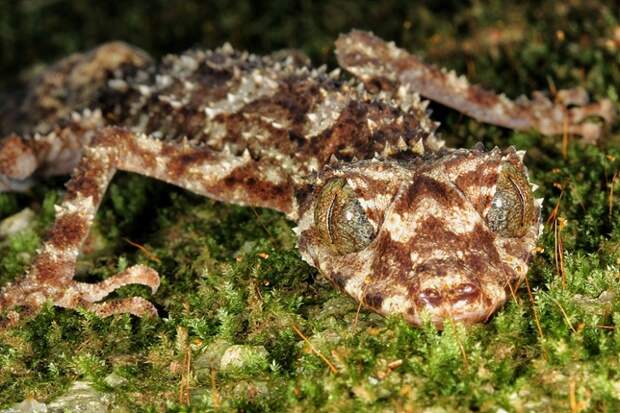 Листохвостый геккон Saltuarius Eximius обнаружен в скалистой местности изолированных тропических лесов хребта Мелвилл на северо-востоке Австралии.