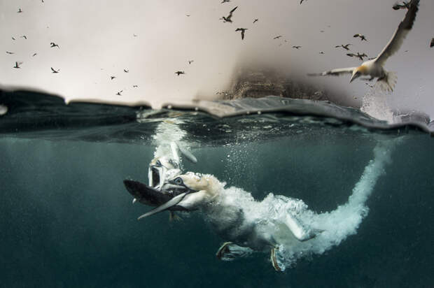 gannets02 Как олуши ловят рыбу у берегов Шетландских островов