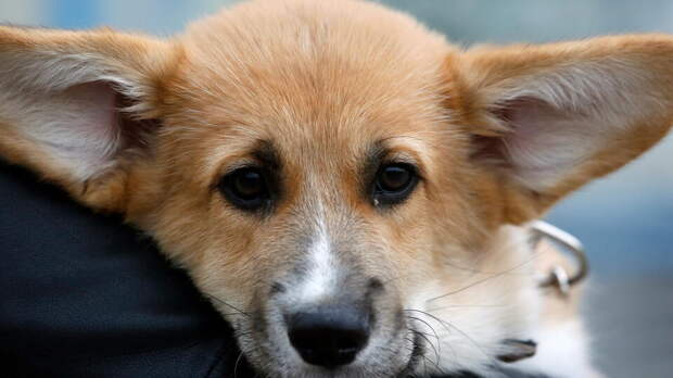 Мужчину и корги спасли от холодной смерти в кабине фуры в Приамурье