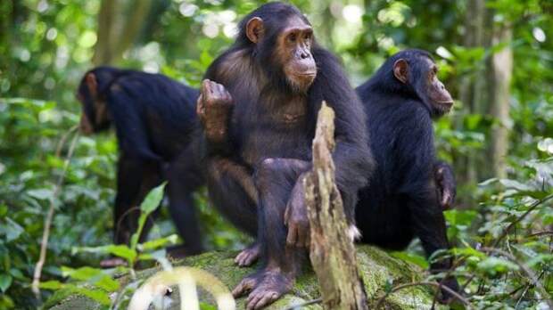 Пять вещей в политике, которым нас могут научить шимпанзе