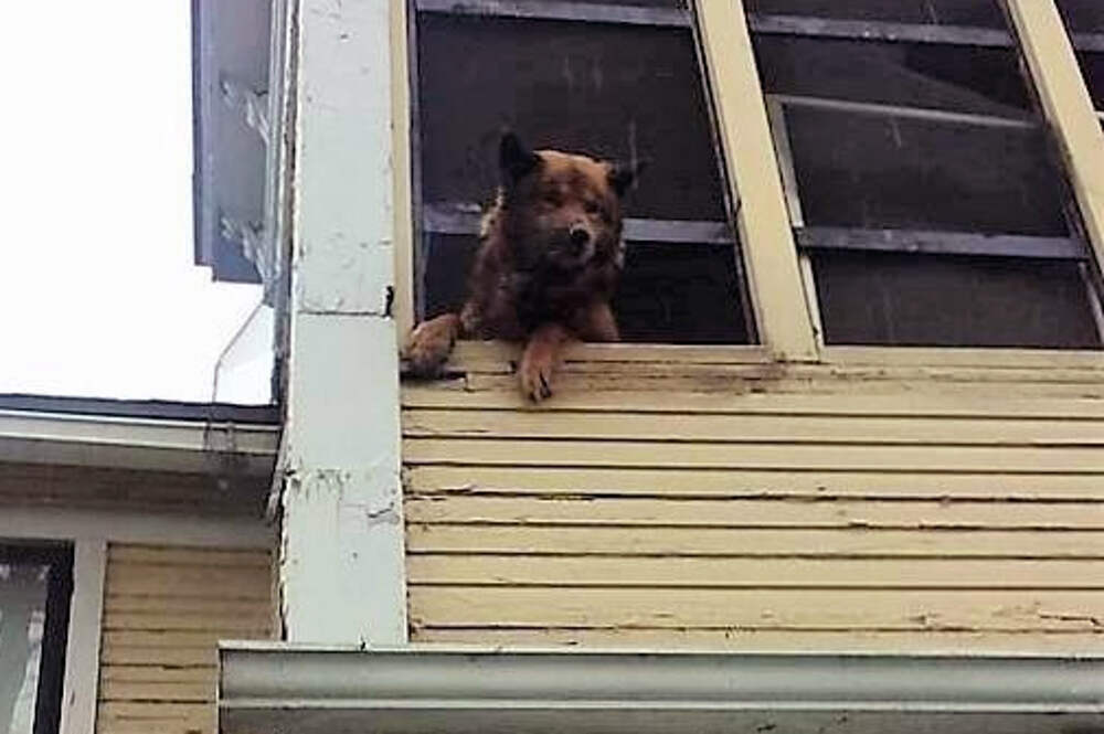 Собака закрывает дверь. Заперли собаку на балконе. Собака закрыла балкон. Новости спасают собаку на балконе.
