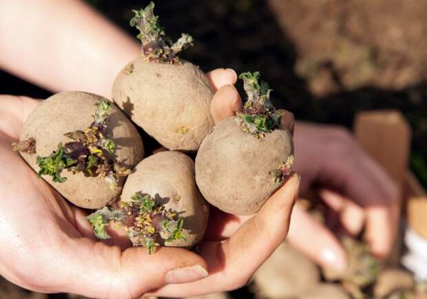 Отобранные для посадки картофельные клубни за пол месяца до посадки необходимо прорастить.
