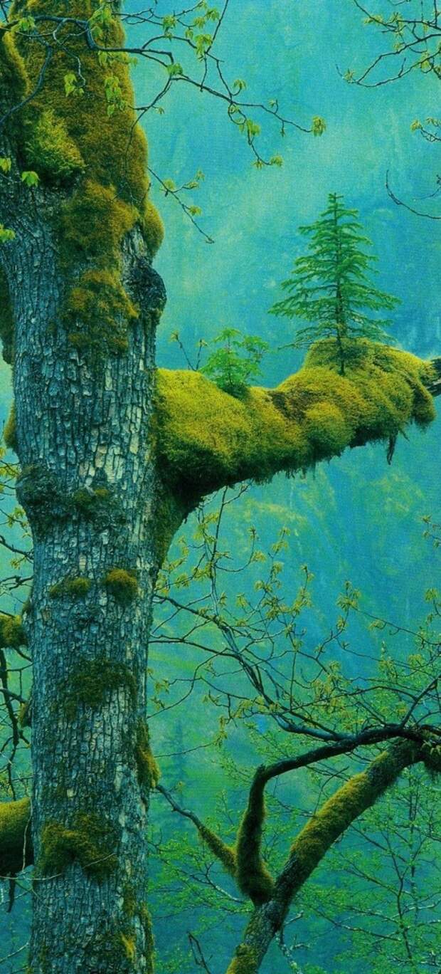 Дерево Природа деревья, факты