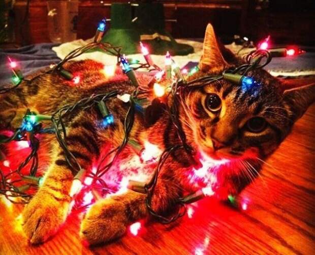 Новогодние коты животные, кот, новый год, рождество