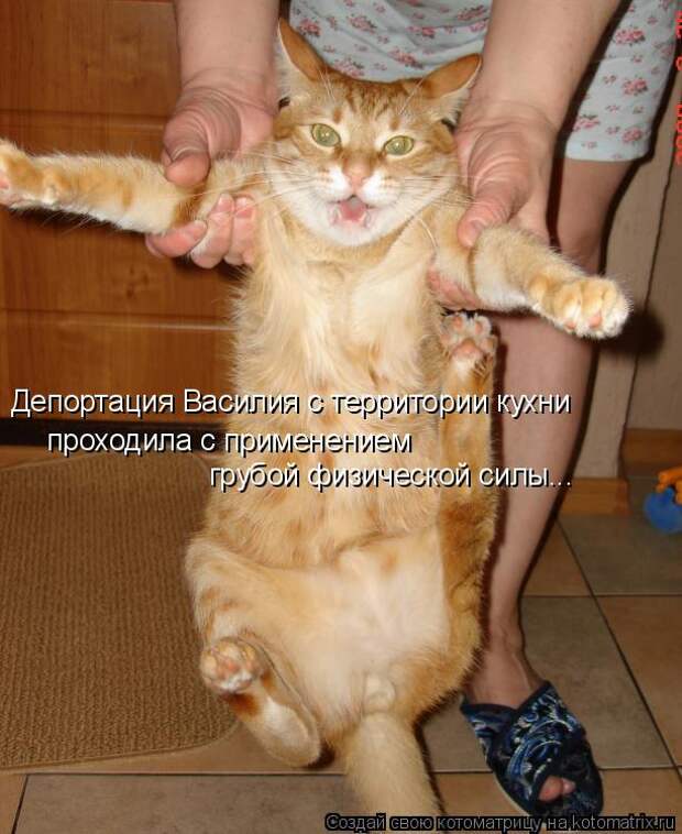 Котоматрица: Депортация Василия с территории кухни проходила с применением грубой физической силы...
