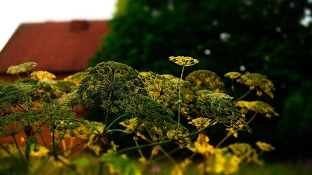 В ГД предупредили россиян о штрафах за борщевик на участке