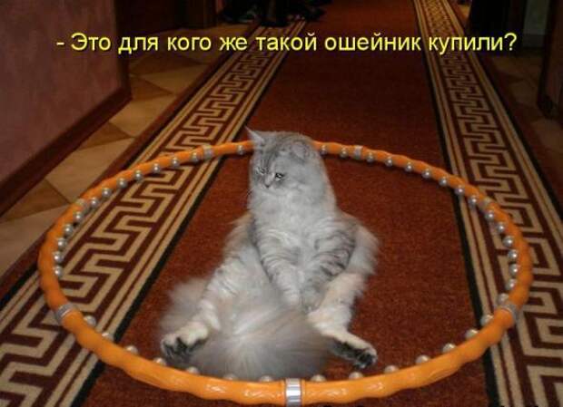 Усатый и хвостатый (котоматрица)