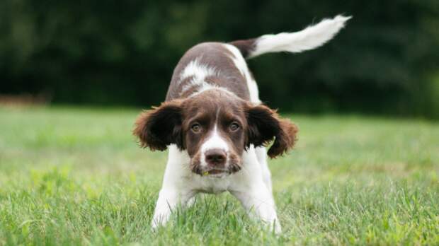 Игровой поклон - один из важнейших сигналов, говорящих, что перед вами собака, готовая играть. Фото Meaghan Cafferty/Unsplash
