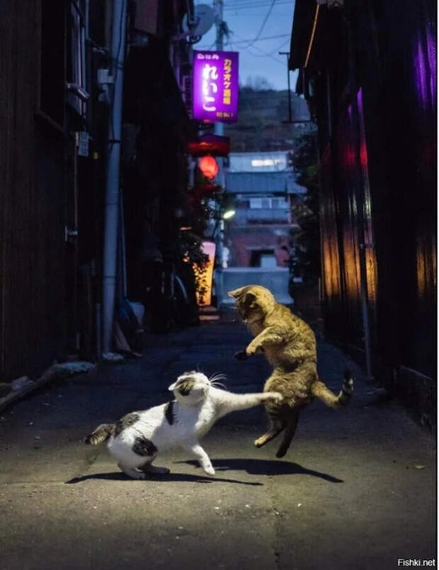 59ee61a774175024f4c6d11d8259adba (539x700, 288Kb)