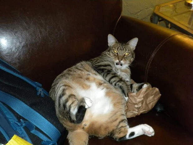 В чем дело? Не светите мне в глаза! животные, коты, лишний вес, юмор