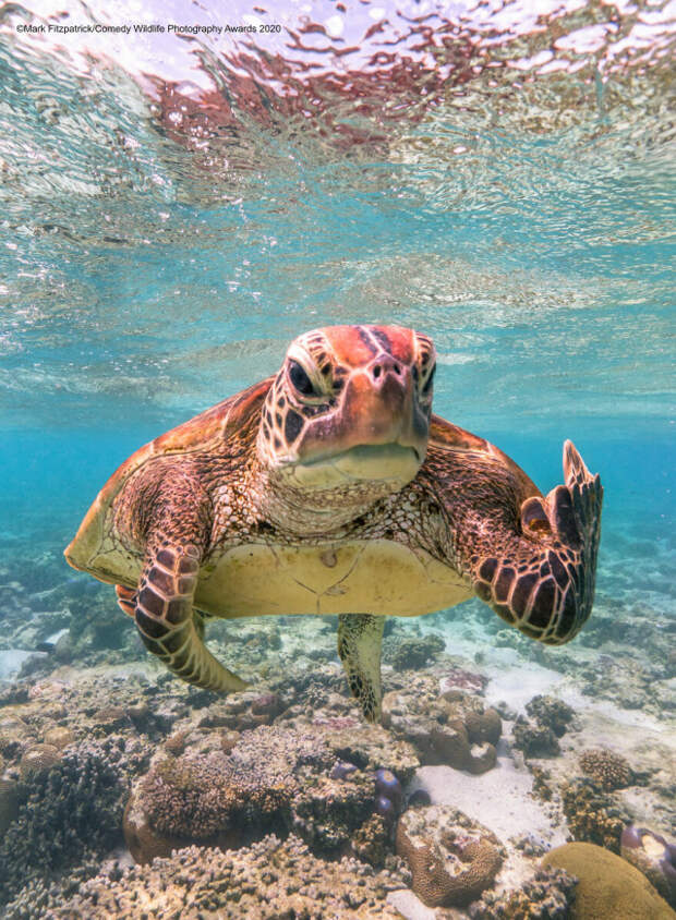 Победители конкурса Самое смешное фото дикой природы 2020 (15 фото)